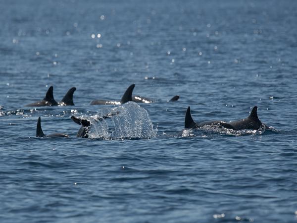 <h3><a href="/trips/grancanaria-2023/biota/animalia/chordata/mammalia/cetacea/delphinidae/tursiops truncatus/tursiops truncatus-nl.html">Tursiops&nbsp;truncatus</a> / Bottlenose&nbsp;dolphin / Tuimelaar</h3>NIKON D500 met 300.0 mm f/4.0, 1/3200 sec  bij F5.0, ISO 160, afstand 31.6&nbsp;m